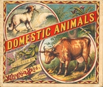Domestic animals